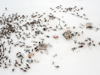 Reindeers in the Nenet camp - Russia