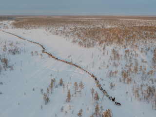 Nenets caravan on the move II - Russia