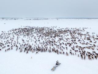 Kostya gathers the herd - Russia