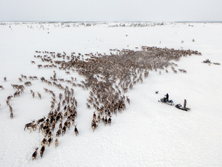 The herd on the move - Russia