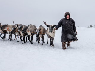 Arkadij and his reindeers - Russia