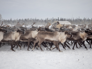 Herd in the camp - Russia