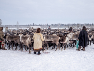 Herd in the corral - Russia