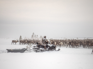 Kostya drives herd of reindeer - Russia