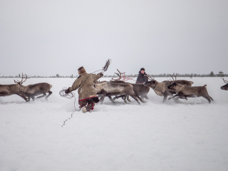 Jigiori hunts reindeer I - Russia