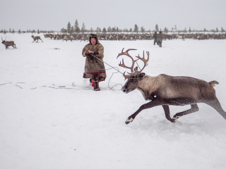 Jigiori hunts reindeer II - Russia