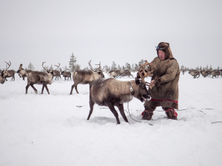 Jigiori hunts reindeer III - Russia