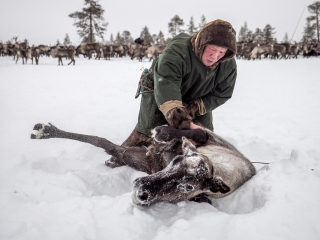 Semjon catches the reindeer - Russia