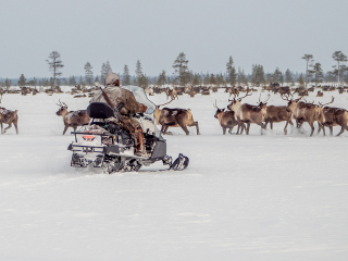 Kostya is checking the herd - Russia