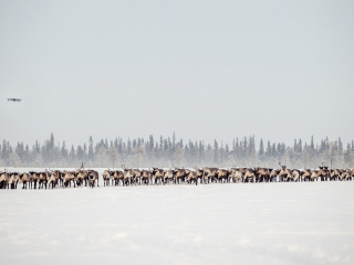 The herd leads ... drone ;-) - Russia