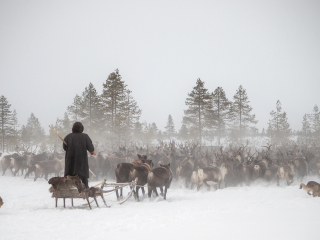 Arkadij drives a herd of reindeer - Russia