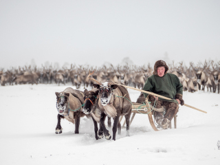 Semjon leads the herd - Russia