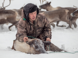 Kolya catches reindeer - Russia