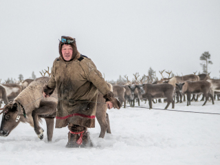 Jigorij leads the captured reindeer - Russia