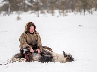 Jigorij catches reindeer - Russia