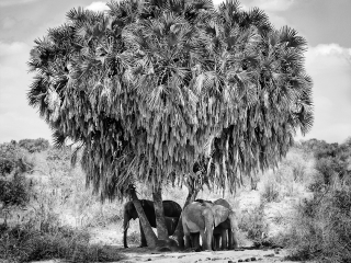 Noon meeting - Kenya