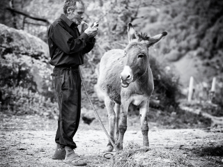 Vova and his donkey