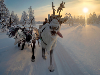 Morning ride to the herd - Russia