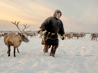 Nenet and reindeer - Russia