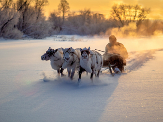 Jigori - Russia