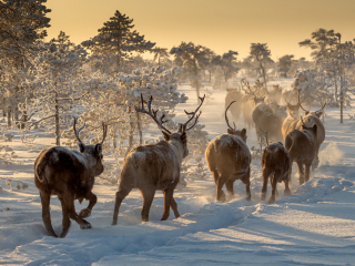 Reindeers hunting - Russia