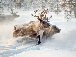 The herd VI - Russia