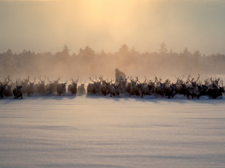 The herd II - Russia