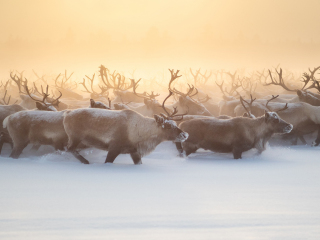 The herd III - Russia