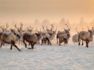 The herd I - Russia