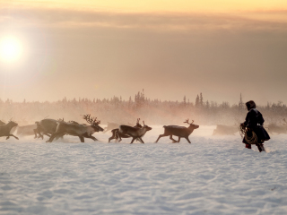 Reindeer hunter II - Russia