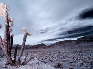 Nevada