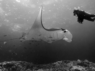 Manta point - Nusa Penida