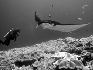 Face to face - Nusa Penida