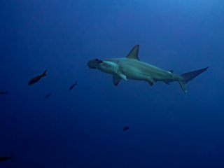 Hammerhead shark - Galapagos Islands