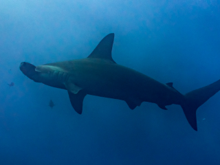 Hammerhead shark - Galapagos Islands