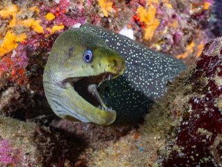 Murray - Galapagos Islands