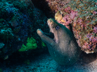 Murray - Galapagos Islands