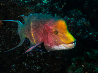 Galapagos Islands