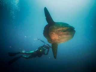 Mola Mola Hunter - Galapagos Islands