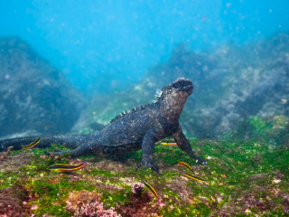 Sea Iguana - Galapagos Islands