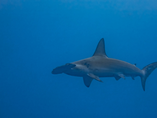 Hammerhead shark - Galapagos Islands