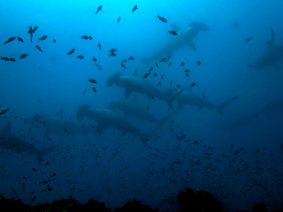 Hammerhead sharks - Galapagos Islands