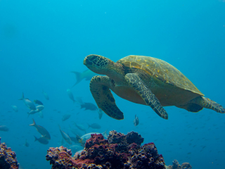 Sea turtle - Galapagos Islands