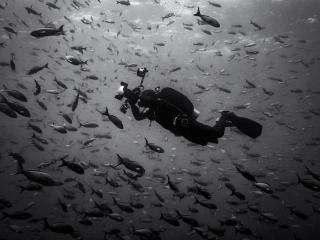 Ingredients in the fish soup II - Galapagos Islands