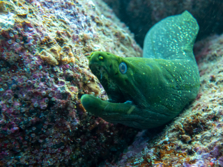 Murray - Galapagos Islands