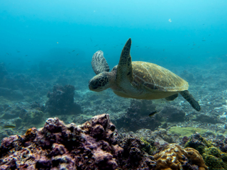 Sea turtle - Galapagos Islands