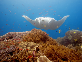 Natural aquariumRaja Ampat