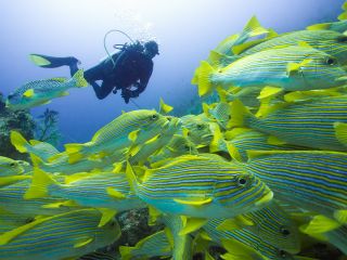 Following the mainstream - Raja Ampat