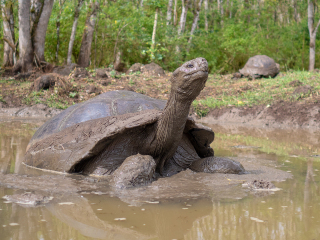 Galápagos Islands