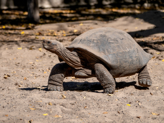 Galápagos Islands